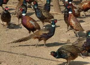 山鸡鱼的爆料方法视频教程,视频教程全解析  第2张